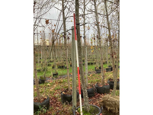 Moeraseik - parkboom - afbeelding 3 van  3