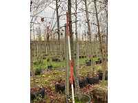 Moeraseik - parkboom - afbeelding 3 van  3