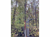Moeraseik - parkboom - afbeelding 3 van  3