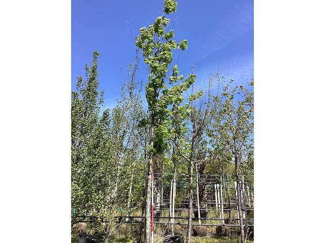 Moeraseik - sierboom - afbeelding 1 van  2