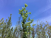 Moeraseik - sierboom - afbeelding 2 van  2