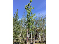 Moeraseik - sierboom - afbeelding 1 van  2