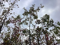 Moeraseik - sierboom