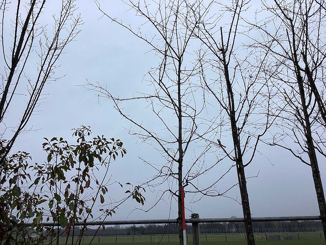 Moeraseik - vormbomen - afbeelding 1 van  2