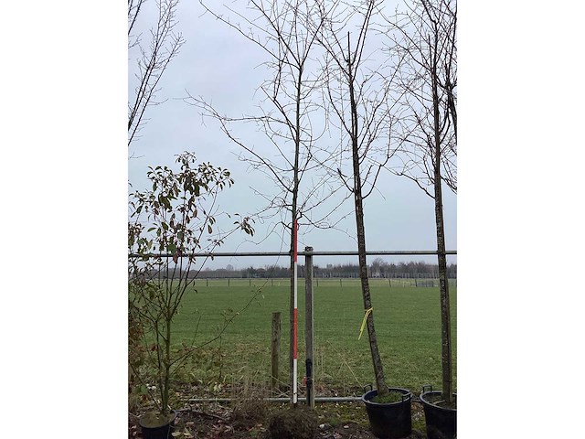 Moeraseik - vormbomen - afbeelding 2 van  2