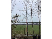 Moeraseik - vormbomen - afbeelding 2 van  2