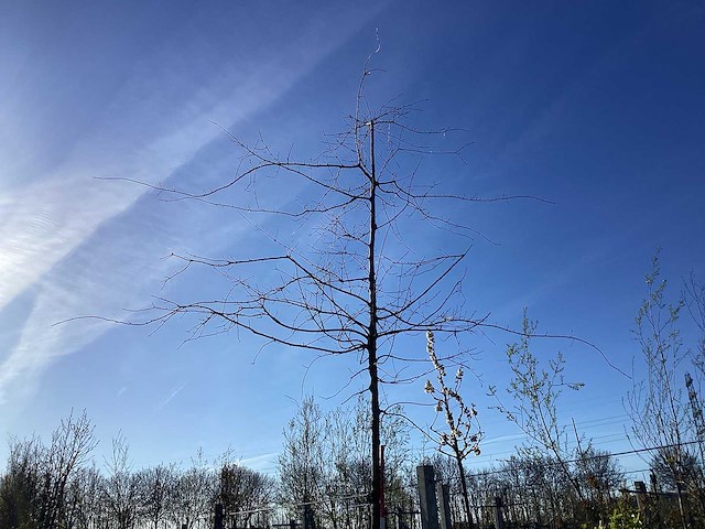 Moeraseik - vormbomen - afbeelding 1 van  2