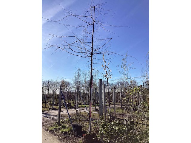 Moeraseik - vormbomen - afbeelding 2 van  2