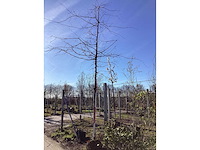 Moeraseik - vormbomen - afbeelding 2 van  2