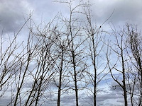 Moeraseik - vormboom - afbeelding 1 van  2