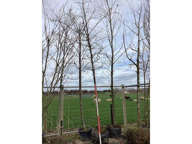 Moeraseik - vormboom - afbeelding 2 van  2