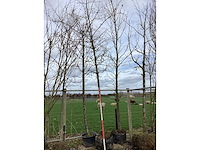 Moeraseik - vormboom - afbeelding 2 van  2