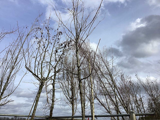 Moeraseik - vormboom - afbeelding 1 van  2