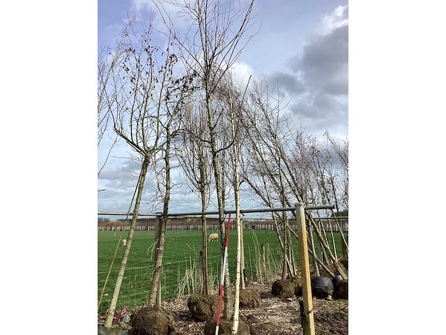 Moeraseik - vormboom - afbeelding 2 van  2