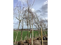 Moeraseik - vormboom - afbeelding 2 van  2