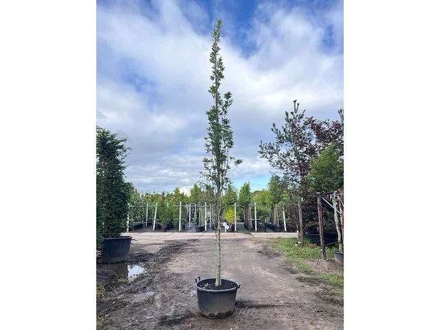 Moeraseik, quercus green pillar, zuilboom, ca. 4-5 m hoog - afbeelding 1 van  1