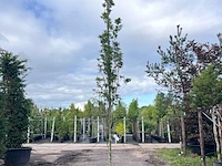 Moeraseik, quercus green pillar, zuilboom, ca. 4-5 m hoog