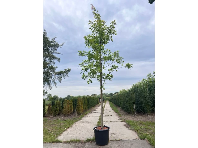 Moeraseik, quercus palustris, hoogstam, roodoranje herfstkleur, ca. 3-3.5 m hoog - afbeelding 1 van  2