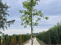 Moeraseik, quercus palustris, hoogstam, roodoranje herfstkleur, ca. 3-3.5 m hoog