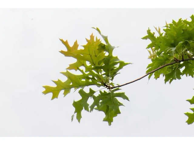 Moeraseik, quercus palustris, hoogstam, roodoranje herfstkleur, ca. 3-3.5 m hoog - afbeelding 2 van  2