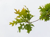 Moeraseik, quercus palustris, hoogstam, roodoranje herfstkleur, ca. 3-3.5 m hoog - afbeelding 2 van  2