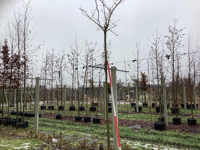 Moerbei - bolboom - afbeelding 1 van  3