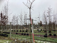 Moerbei - bolboom - afbeelding 1 van  3