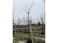 Moerbei - bolboom - afbeelding 2 van  3