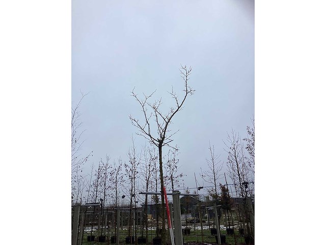 Moerbei - bolboom - afbeelding 3 van  3