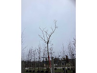 Moerbei - bolboom - afbeelding 3 van  3