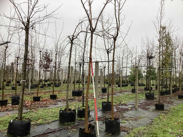 Moerbei - dakboom - afbeelding 1 van  2