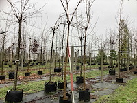 Moerbei - dakboom - afbeelding 1 van  2