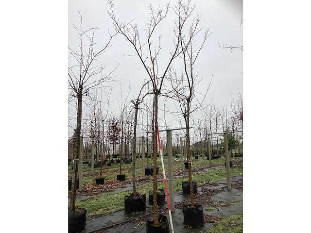 Moerbei - dakboom - afbeelding 2 van  2