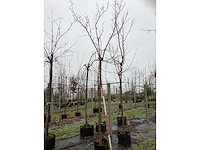 Moerbei - dakboom - afbeelding 2 van  2