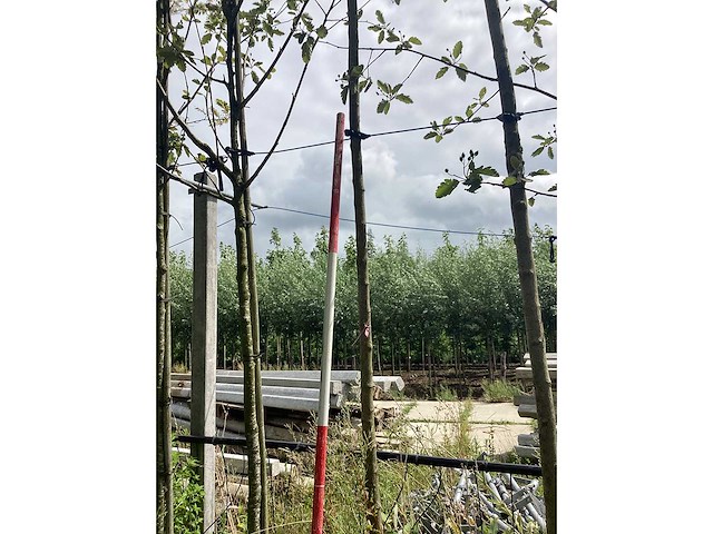 Moerbei - dakboom - afbeelding 1 van  2