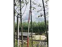 Moerbei - dakboom - afbeelding 1 van  2