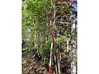Moerbei - laanboom (4x) - afbeelding 2 van  3