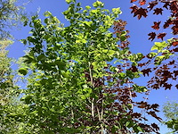 Moerbei - laanboom (4x) - afbeelding 1 van  3