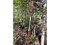 Moerbei - laanboom (4x) - afbeelding 3 van  3