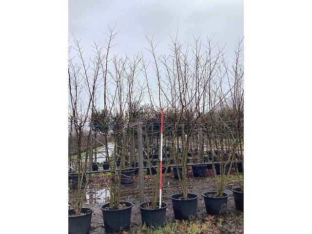 Moerbei - meerstammige bomen (2x) - afbeelding 2 van  3