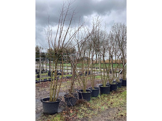 Moerbei - meerstammige bomen (2x) - afbeelding 2 van  3