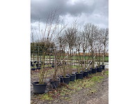 Moerbei - meerstammige bomen (2x) - afbeelding 3 van  3