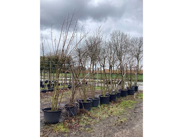 Moerbei - meerstammige bomen (3x) - afbeelding 3 van  3