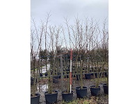 Moerbei - meerstammige bomen - afbeelding 3 van  3