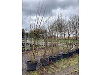 Moerbei - meerstammige bomen - afbeelding 2 van  3