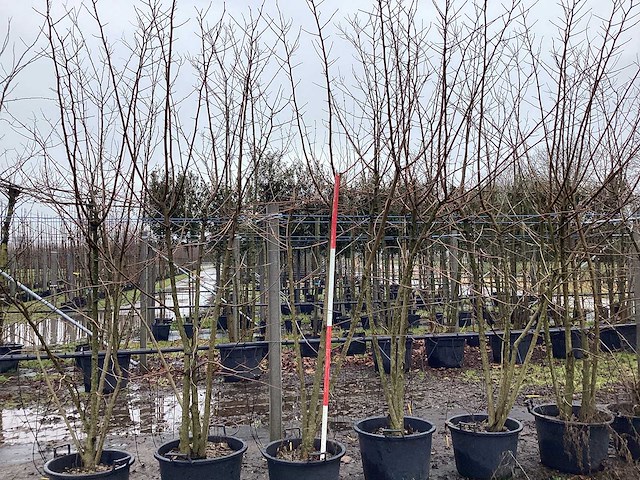 Moerbei - meerstammige boom (2x) - afbeelding 1 van  3