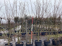 Moerbei - meerstammige boom (2x) - afbeelding 1 van  3