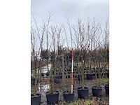 Moerbei - meerstammige boom (2x) - afbeelding 2 van  3