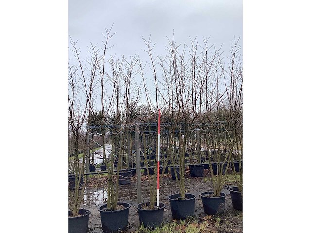 Moerbei - meerstammige boom (2x) - afbeelding 3 van  3