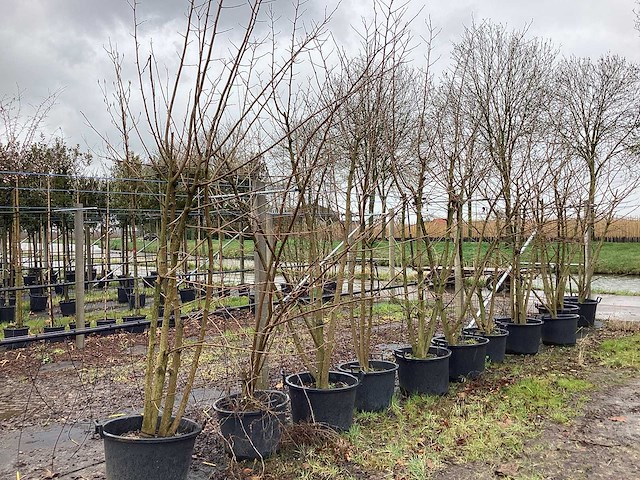 Moerbei - meerstammige boom (2x) - afbeelding 1 van  3